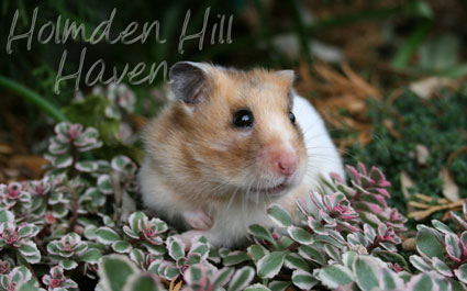 Starla- Golden Tortoiseshell and White (Banded) Satin Shorthaired